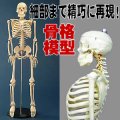 人体骨格模型85cm